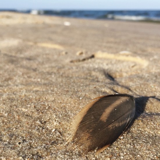 Federleichte Momente © Sandra Grüning