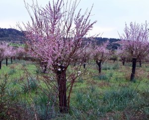 Mandelbaum mit Mandelblüten 