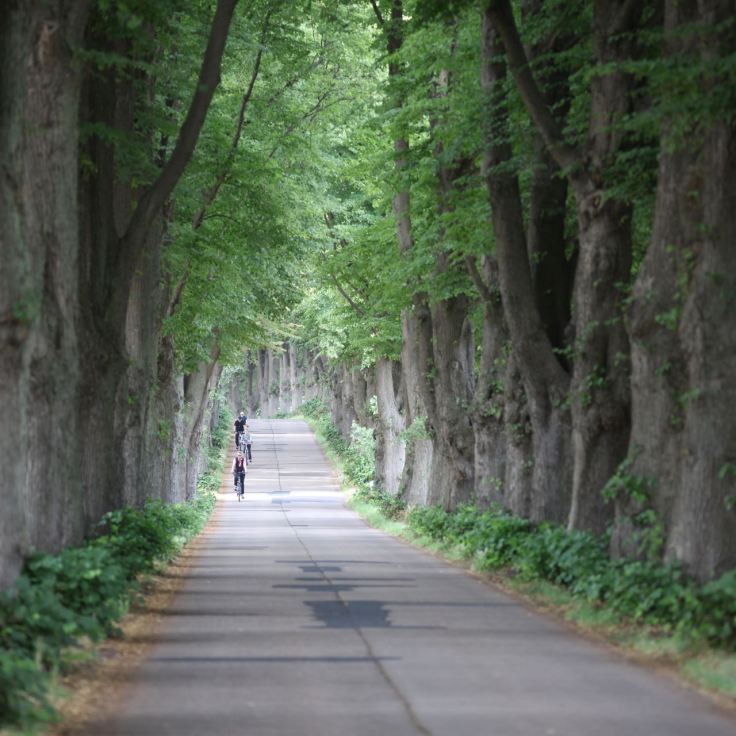 Alleenzauber © Henry Böhm