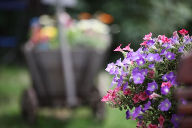 Blütenpracht an lauschigem Örtchen © Henry Böhm