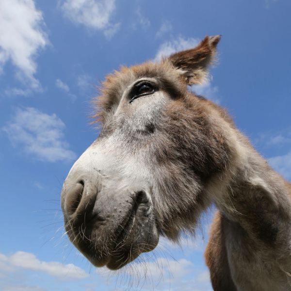 Esel von unten © Henry Böhm