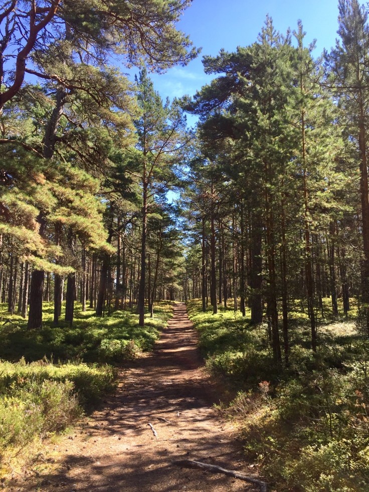 Mitten durch die Gehölzenen © Sandra Grüning