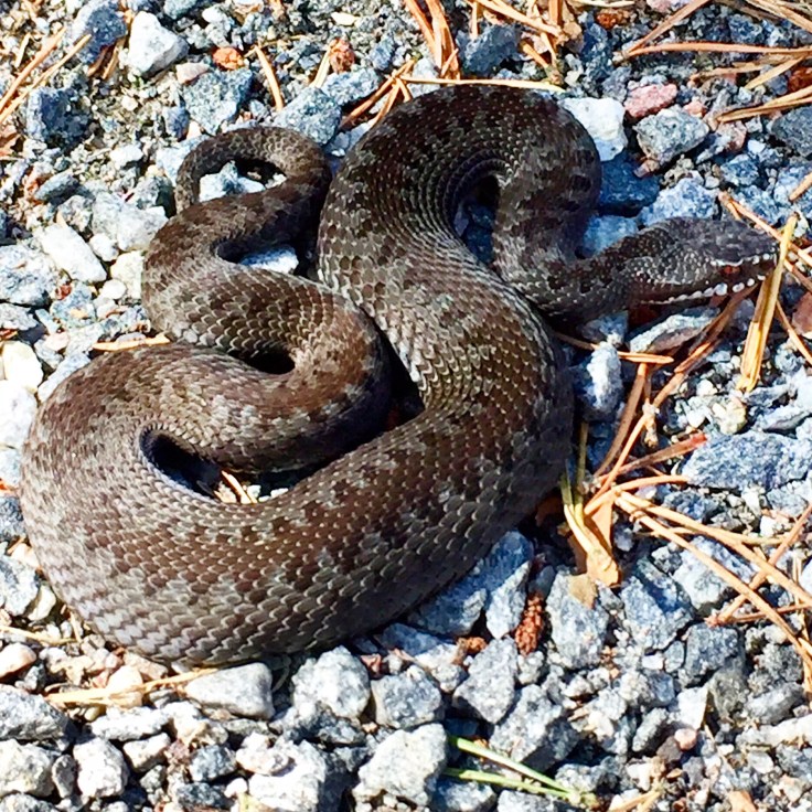 Vorsicht, Otter kreuzt © Sandra Grüning