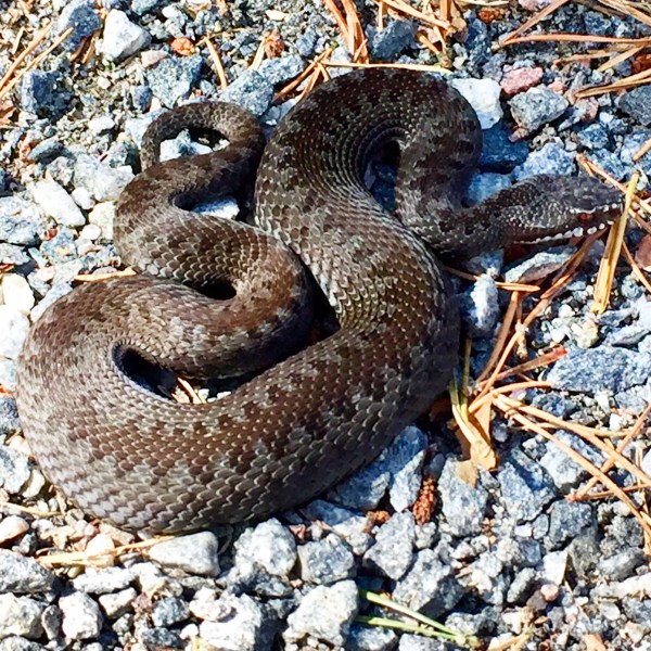 Vorsicht, Otter kreuzt © Sandra Grüning