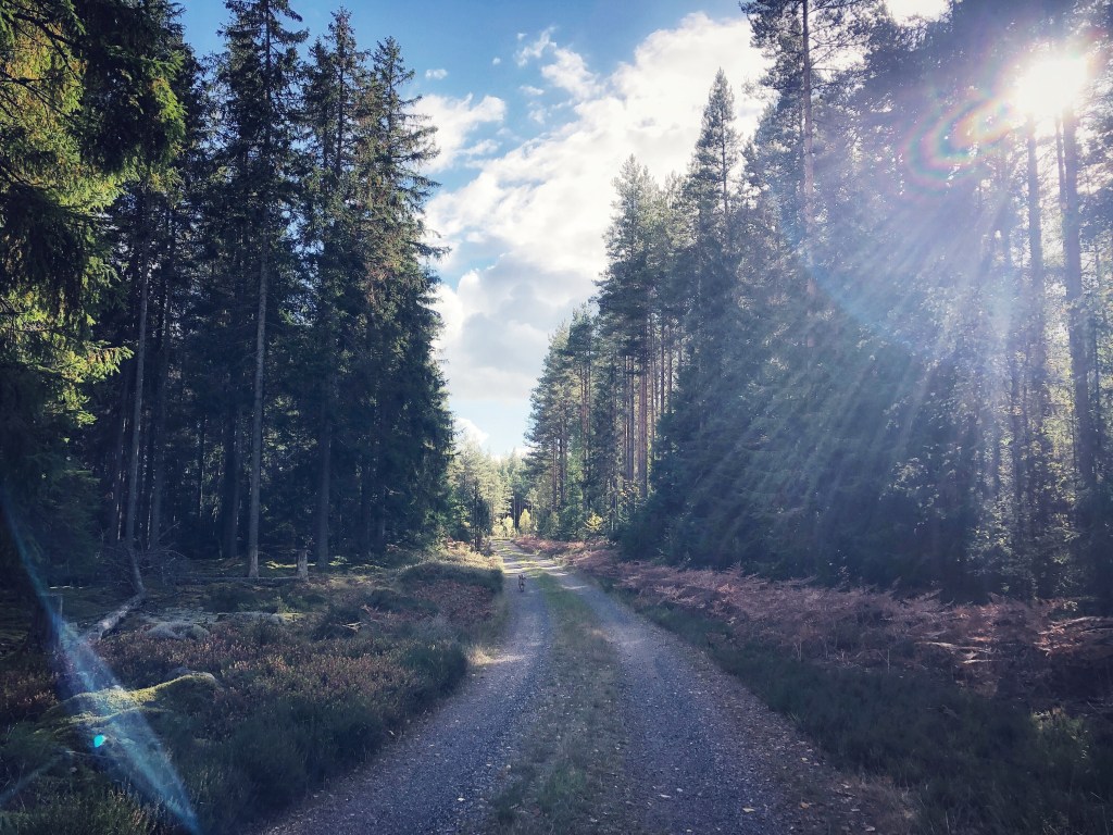 Auf der Suche nach dem Elch © Sandra Grüning
