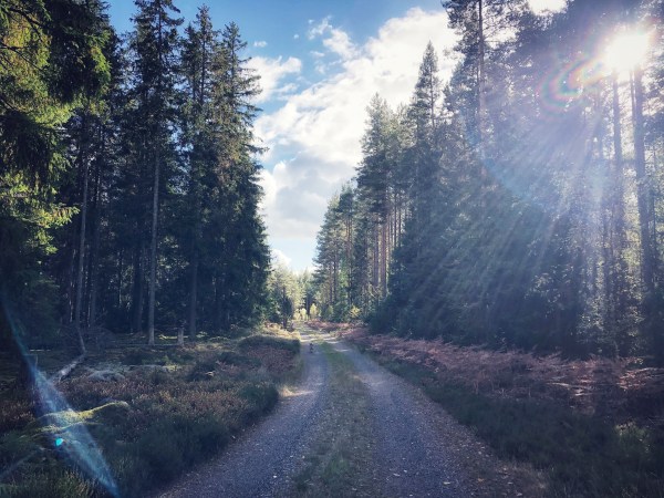 Auf der Suche nach dem Elch © Sandra Grüning