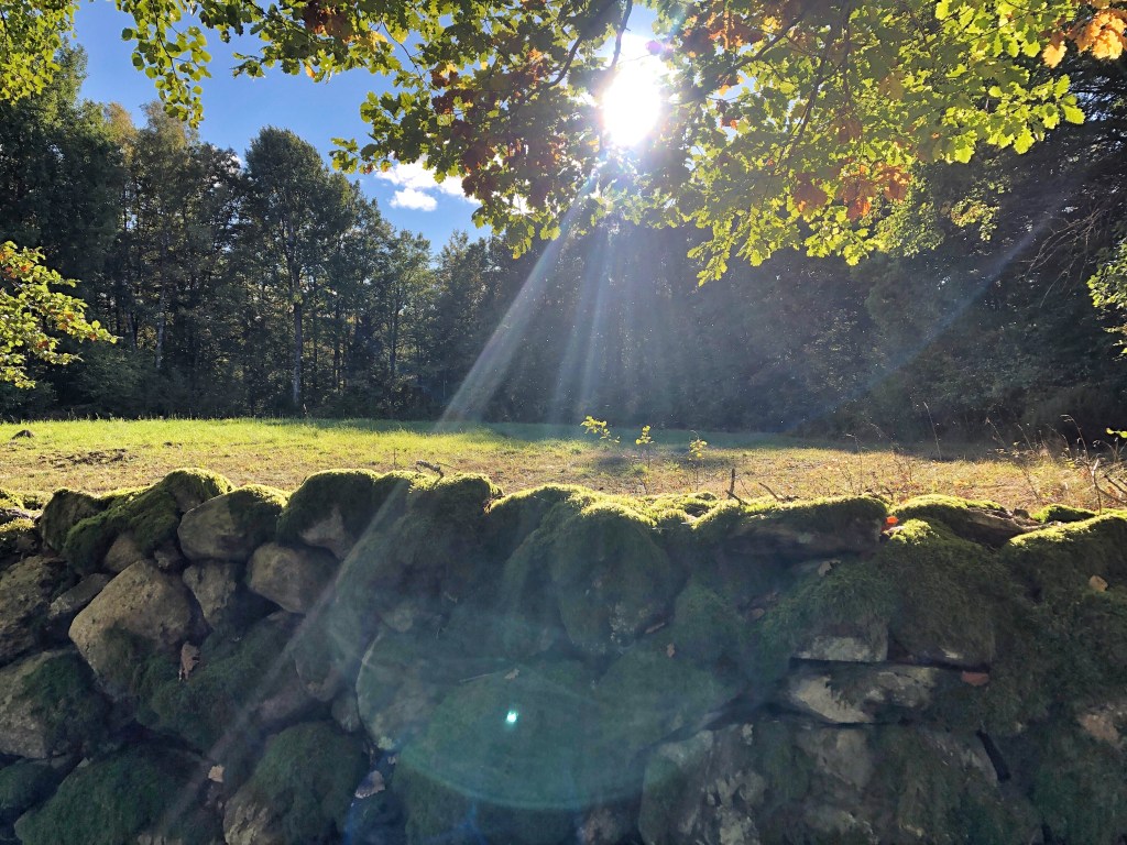 Altweibersommer in Schweden. © Sandra Grüning