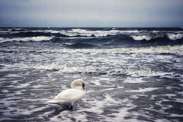 Ostsee bei Sturm mit Schwan