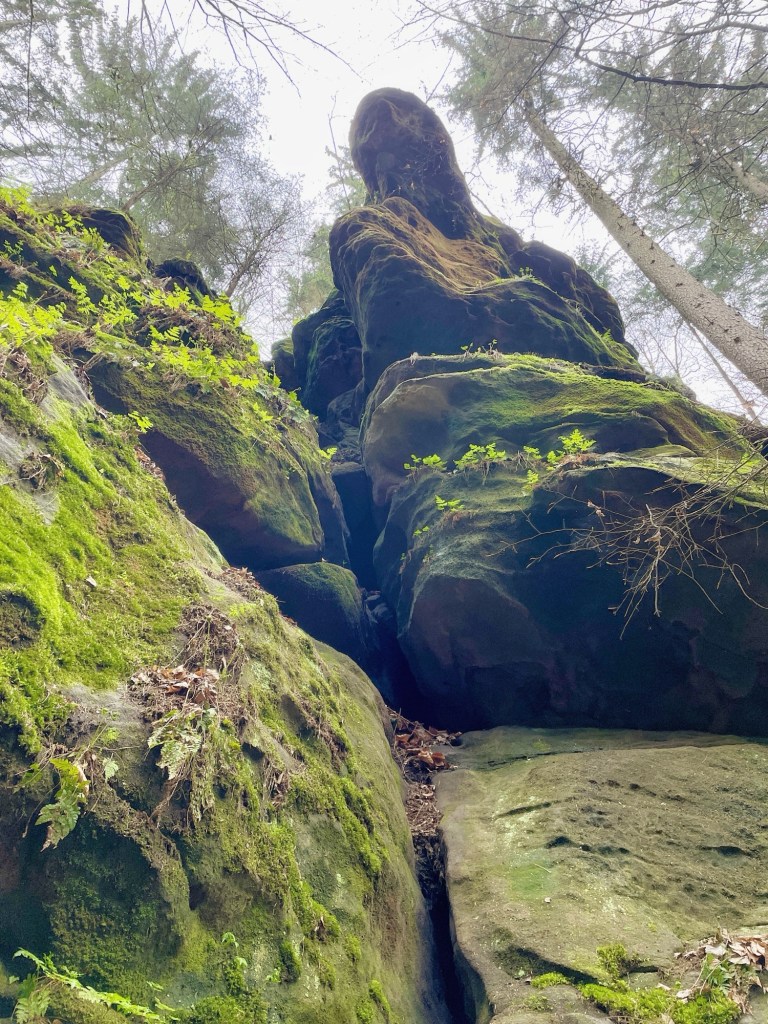 Eine tiefe Schlucht im Elbsandsteingebirge mit skurrilen Felsformationen.