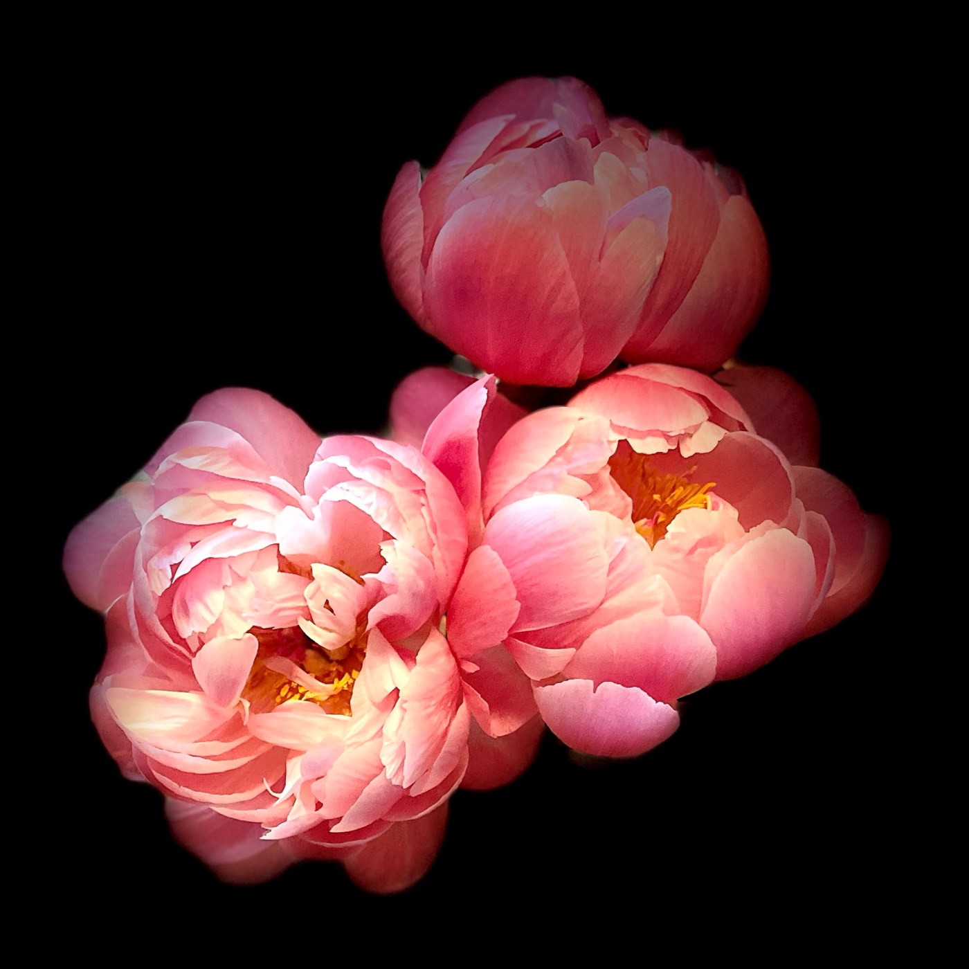 Rosa Pfingstrosen vor schwarzem Hintergrund